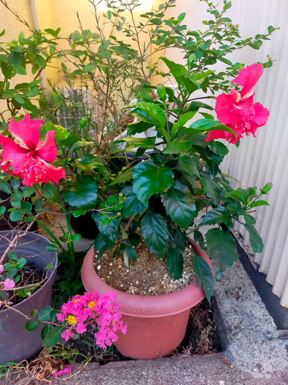 ハイビスカス　苗　大輪　花木　1苗　限定品　観葉植物 51n2Uq9PNLL._AC_SY200_QL15_.jpg