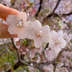 再販7【rie.t】本物の桜 お花見バレッタ 2枚目の画像