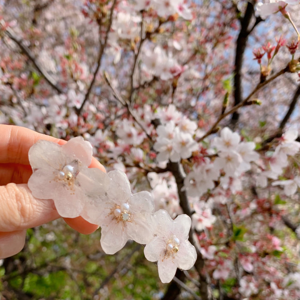 再販7【rie.t】本物の桜 お花見バレッタ 8枚目の画像