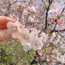 再販7【rie.t】本物の桜 お花見バレッタ 3枚目の画像