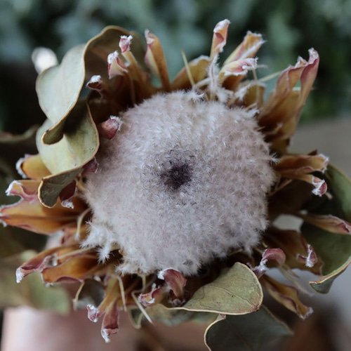 プロテア スサラ のドライフラワー（小さめ） ドライフラワー yurari