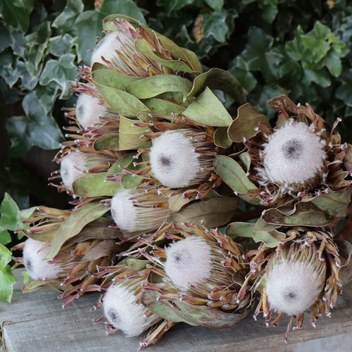 プロテアスサラ　大株3フラワー プロテアスサラ 大株3フラワー プロテアスサラ 大株3フラワー プロテア