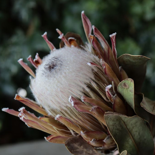 プロテア スサラ 1 楽天市場】【送料無料】プロテア スサラ 花木苗 庭木 7号鉢大苗