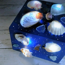 波光粼粼的貝殼和海草物體 - 貝殼燈箱Ⅴ 第8張的照片