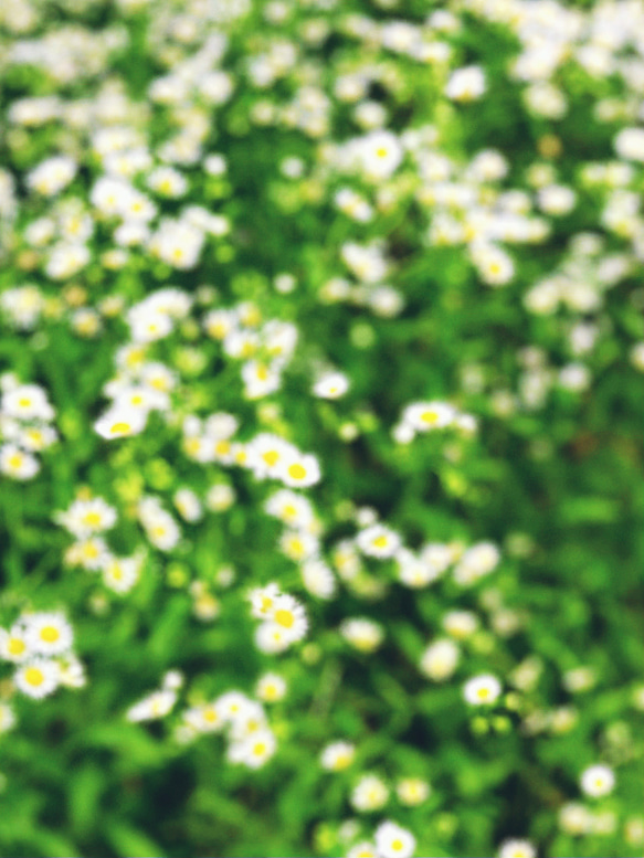 紫陽花とミニ薔薇とコットンパールのイヤーフック 1枚目の画像