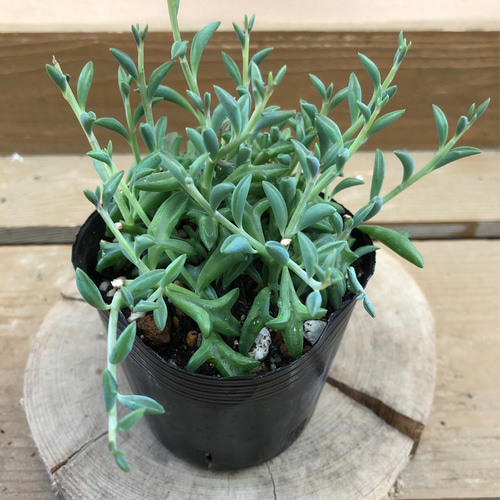 多肉植物 セネシオ ドルフィンネックレス アートフラワー plant