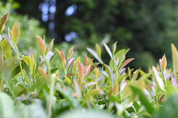 ストレートでもOK☆杉山貢大農園の「和紅茶」50g×２袋☆ホットでもアイスでも! 8枚目の画像