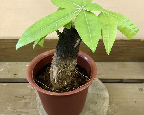 観葉植物 パキラ アートフラワー plant life 通販 6009020