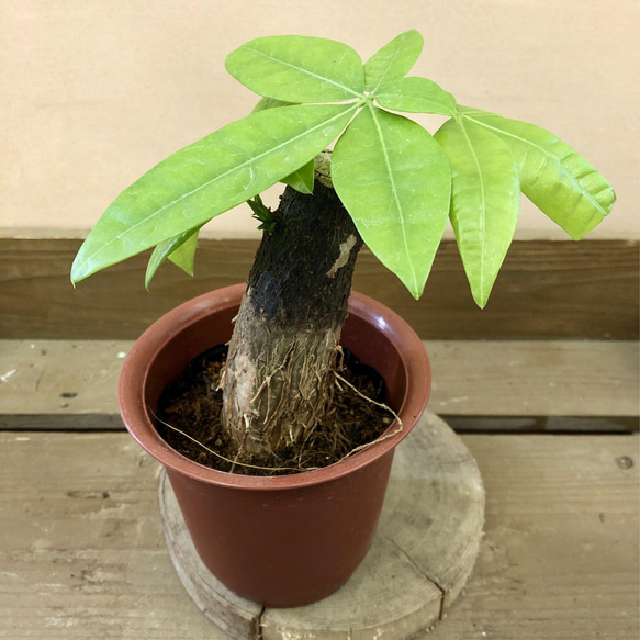 パキラの実　33個 観葉植物:パキラ | 商品一覧 | 園芸ネット