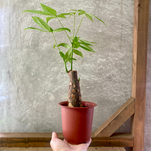 観葉植物 パキラ アートフラワー plant life 通販 6009020｜Creema