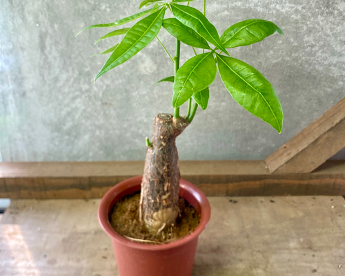 観葉植物 パキラ アートフラワー plant life 通販 6009020｜Creema