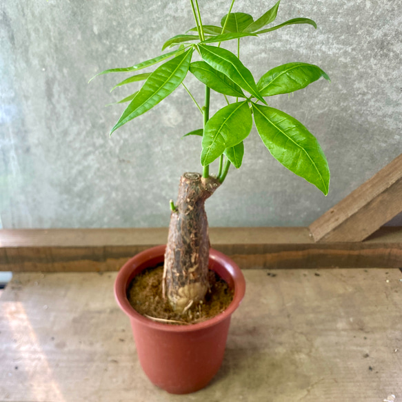 観葉植物 パキラ アートフラワー plant life 通販 6009020｜Creema