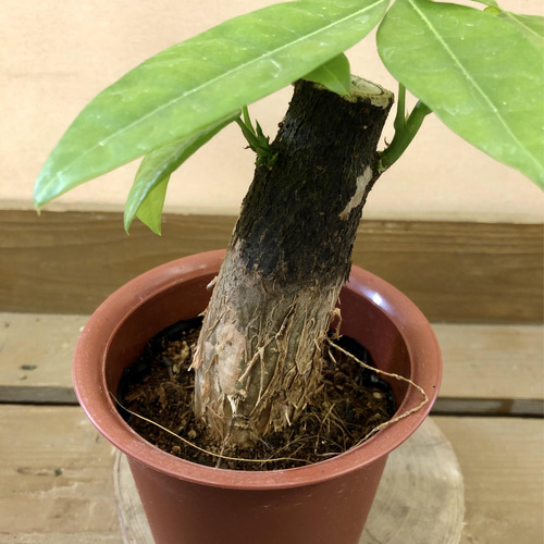観葉植物 パキラ アートフラワー plant life 通販 6009020｜Creema