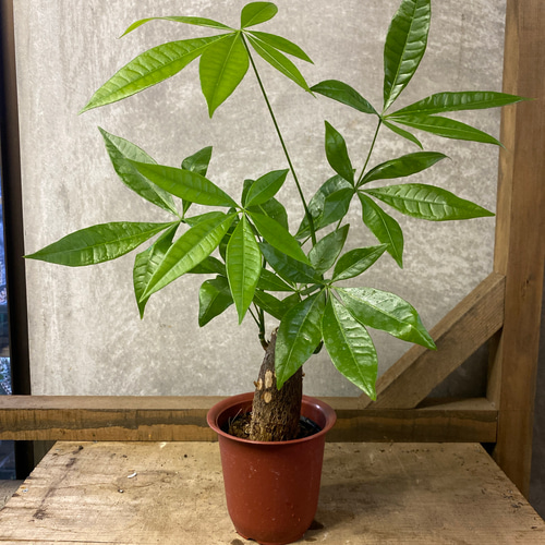 観葉植物 パキラ アートフラワー plant life 通販 6009020