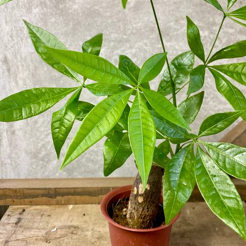 パキラの実　33個 観葉植物:パキラ | 商品一覧 | 園芸ネット