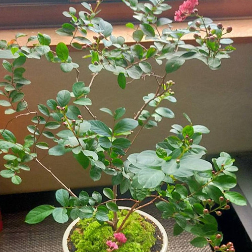 ☆送料無料☆大きな百日紅(サルスベリ)苔鉢植え☆Winterフェア