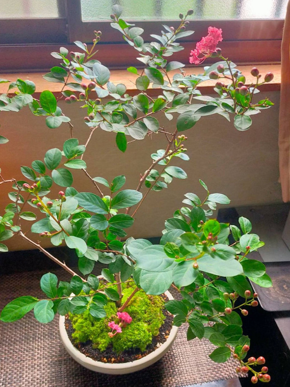 ★送料無料★大きな百日紅(サルスベリ)苔盆栽★Springフェア 4枚目の画像