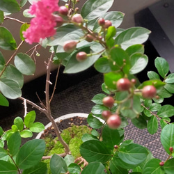 ★送料無料★大きな百日紅(サルスベリ)苔盆栽★Springフェア 5枚目の画像