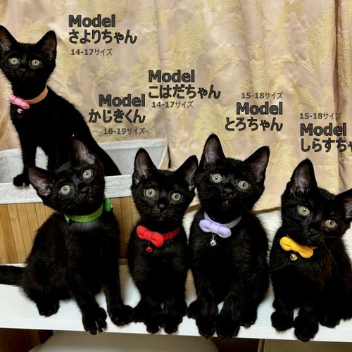 黒ドット、わんちゃん猫ちゃん用襟付き首輪 ラベンダーギンガム