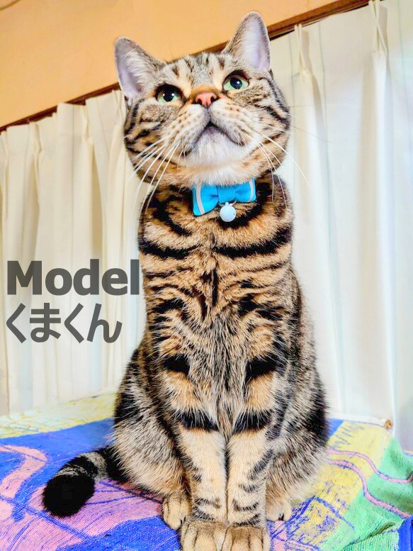 ホワイトラインのリボン＊猫ちゃんドット首輪 8枚目の画像