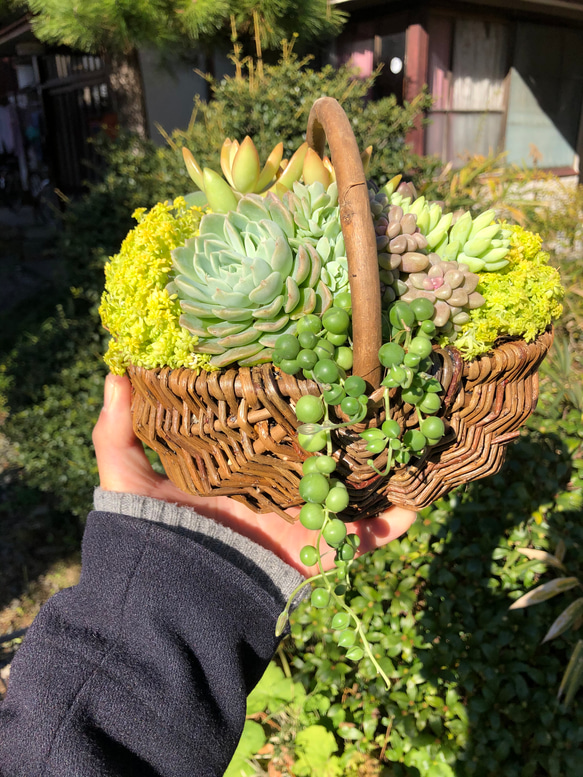 【母の日ギフト♡ありがとうの気持ちを込めて】春の彩り溢れる天然籠の寄せ植え 9枚目の画像