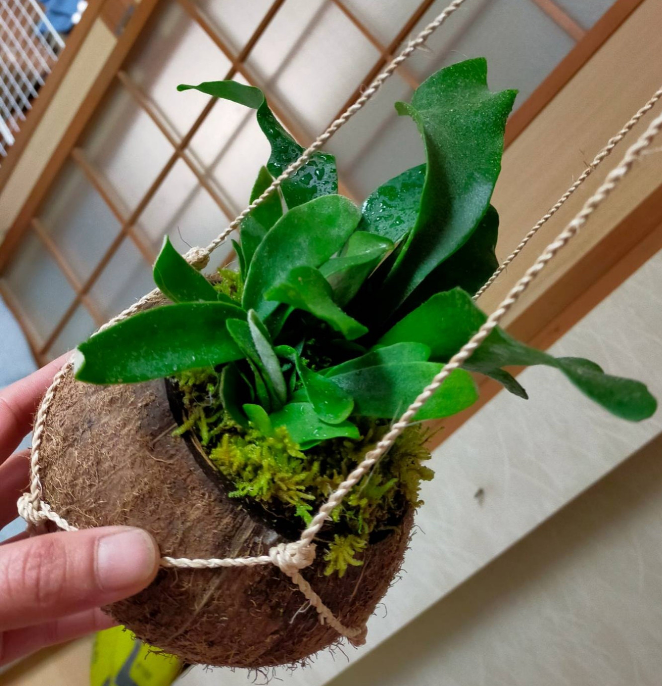 ビカクシダ　コウモリ欄　苔玉　壁掛け　ココナッツ コウモリラン天然苔玉ココナッツハンギング タペストリー・壁掛け