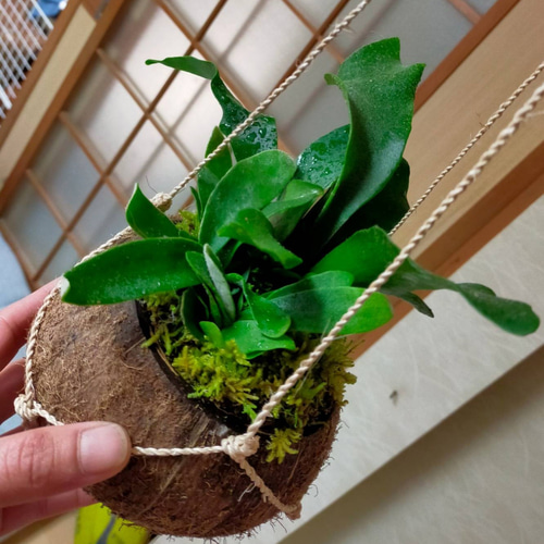 ビカクシダ　コウモリ欄　苔玉　壁掛け　ココナッツ コウモリラン天然苔玉ココナッツハンギング タペストリー・壁掛け