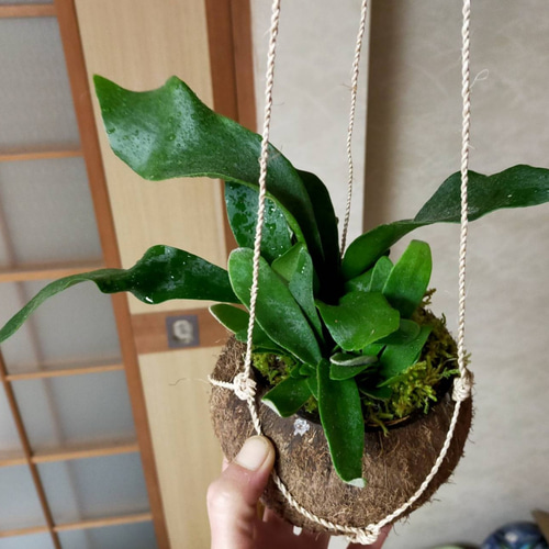 コウモリラン天然苔玉ココナッツハンギング タペストリー・壁掛け 