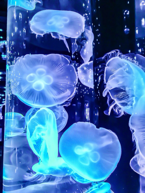 ☆PSYCHE☆] 夜空の人魚姫 イヤーカフ イヤーカフ ⚪︎満月と新月の森 