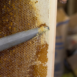 トネノワ国産はちみつ（百花蜜）600ml 蜂蜜 非加熱 3枚目の画像