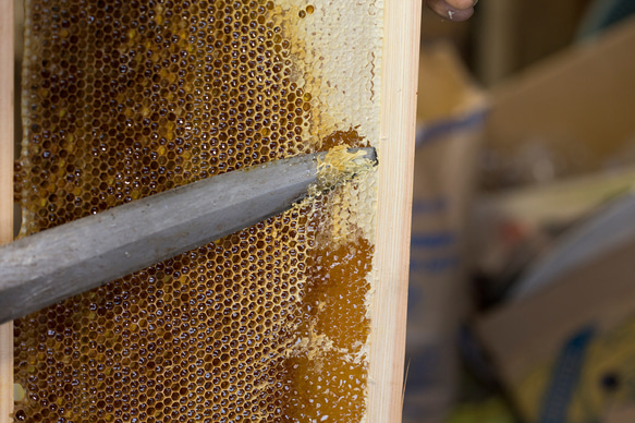 トネノワ国産はちみつ（百花蜜）600ml 蜂蜜 非加熱 3枚目の画像