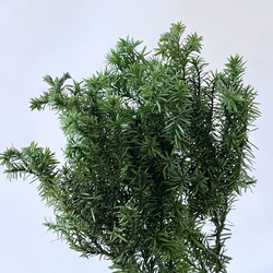 モリソニア ＊パープル/グリーン 大地農園 送料無料＆4点毎に1点おまけ