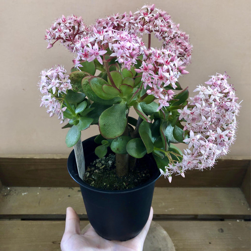 多肉植物 観葉植物 金のなる木 桜花月 アートフラワー plant 多肉植物 観葉植物 金のなる木 桜花月 アートフラワー plant