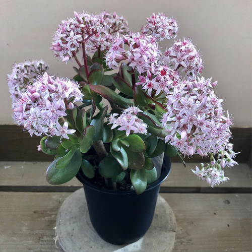 多肉植物 観葉植物 金のなる木 桜花月 アートフラワー plant