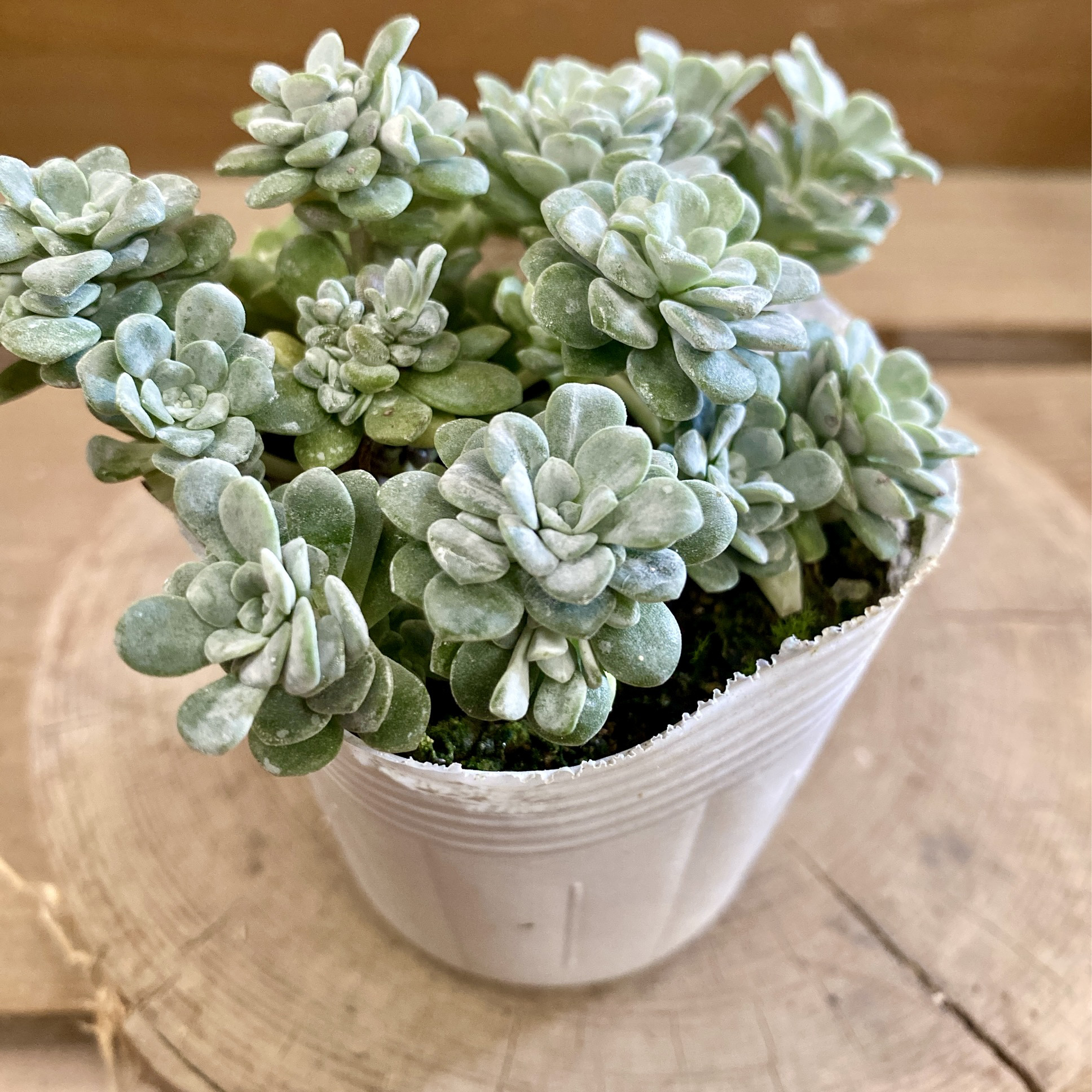 多肉植物  白雪ミセバヤ_(^O^) 白雪ミセバヤ（ケープブランコ）育て方付き多肉【予約】再販あり