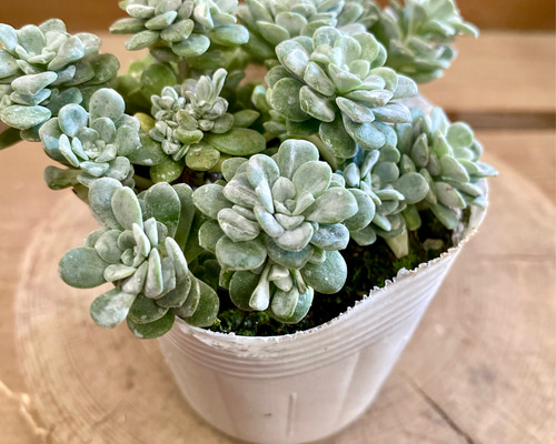 多肉植物  白雪ミセバヤ_(^O^) 0f14ca93069ec5d2618506004322e2