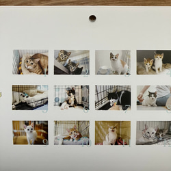 お買い物で猫ちゃんのボランティア［sakuraneko］2024年版カレンダー 5枚目の画像
