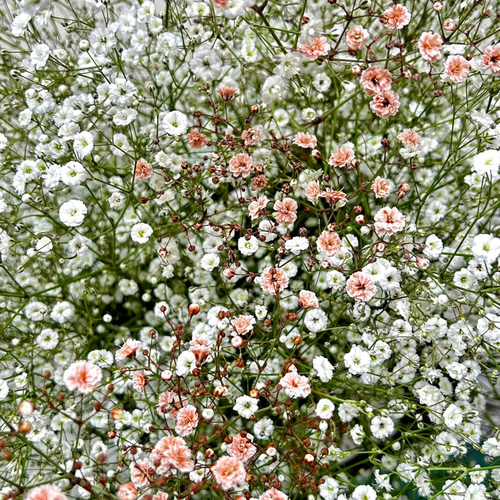 母の日用ご予約受付中》カスミソウリース☆ リース フルールウルーズ