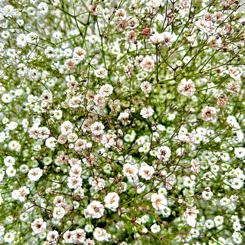 母の日用ご予約受付中》カスミソウリース☆ リース フルールウルーズ