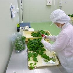 職人だけでコツコツと手塩にかけて丁寧に作ったバジル塩セット（バジル塩1本、バジル＆トマト塩1本） 4枚目の画像