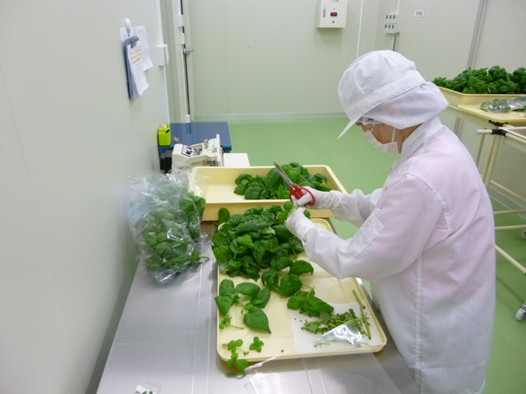 職人だけでコツコツと手塩にかけて丁寧に作ったバジル塩セット（バジル塩1本、バジル＆トマト塩1本） 4枚目の画像