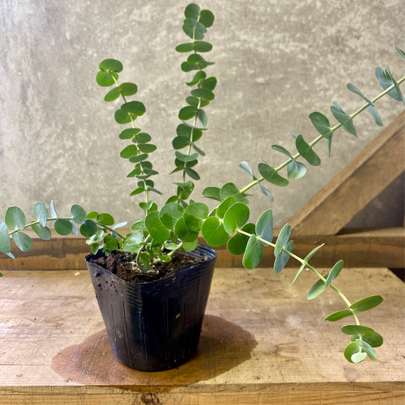 ユーカリポポラスフレッシュ…*※ 【公式通販】