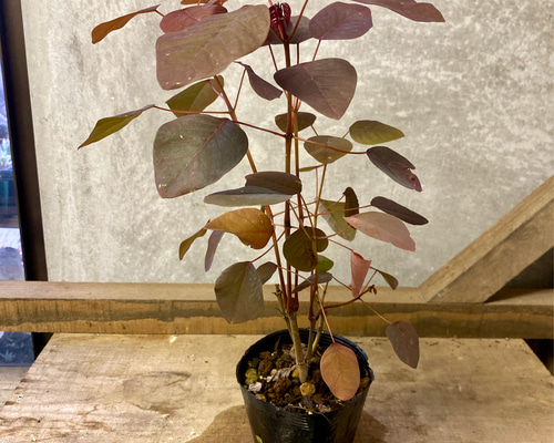 ユーフォルビア チョコリーフ アートフラワー plant life 通販 6257699
