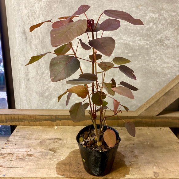 ユーフォルビア チョコリーフ アートフラワー plant life 通販 6257699