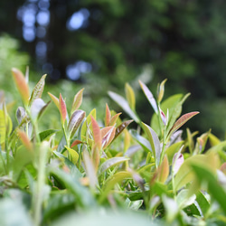 優しい甘味☆杉山貢大農園の「和紅茶」50g×4袋☆ 6枚目の画像