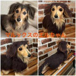 オーダー受付します。羊毛フェルト オーダー♪犬、猫、フェレットeuc