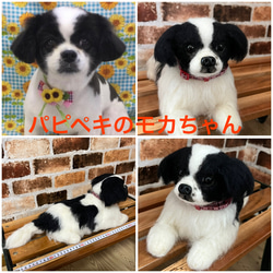 羊毛フェルトオーダー  （抱っこ出来る大きさ）シェルティ  トイプードル ダックス 柴犬 コーギー チワワ他 相談してね 15枚目の画像