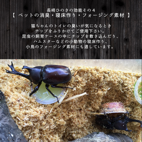 人気商品 ひのきのチップ 大量約15キロ 楽天市場】観葉植物 ヒノキ