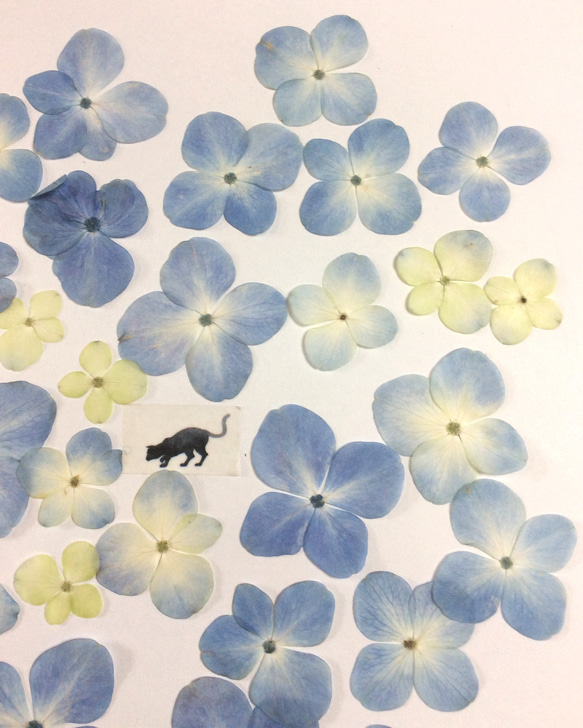 淡いブルーのアジサイの押し花素材(30枚) 2枚目の画像