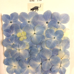 淡いブルーのアジサイの押し花素材(30枚) 3枚目の画像